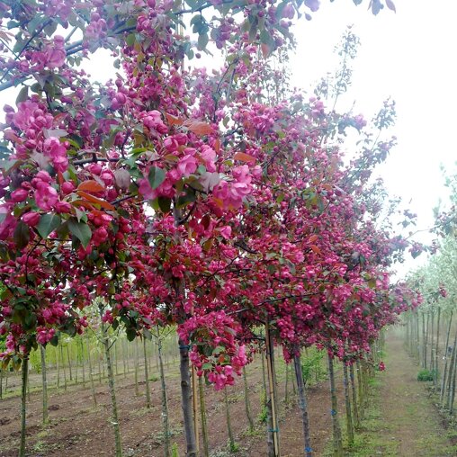 Malus ‘Rudolph’